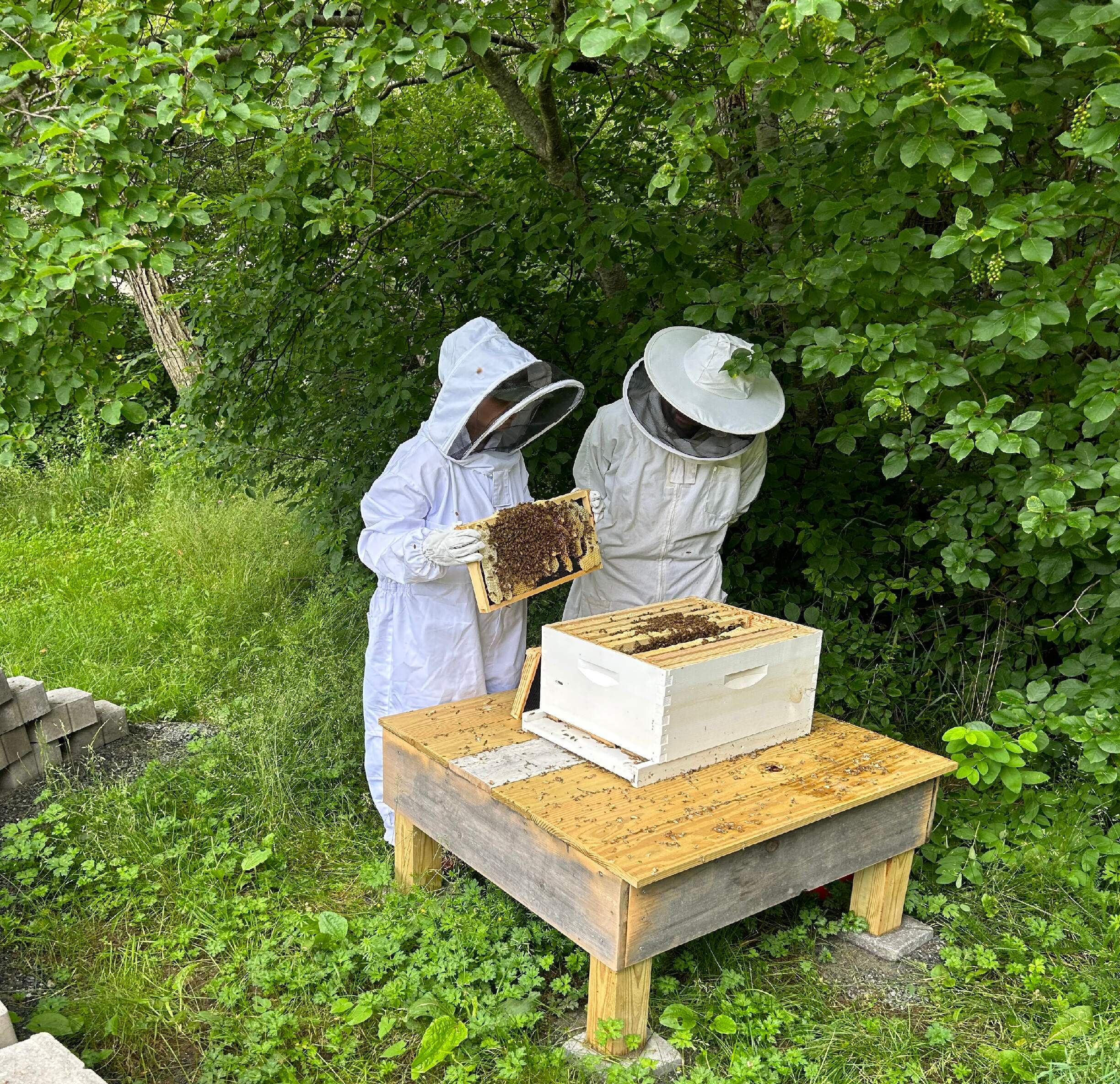 Bee Keeping with Omar - Terramor Outdoor Resorts